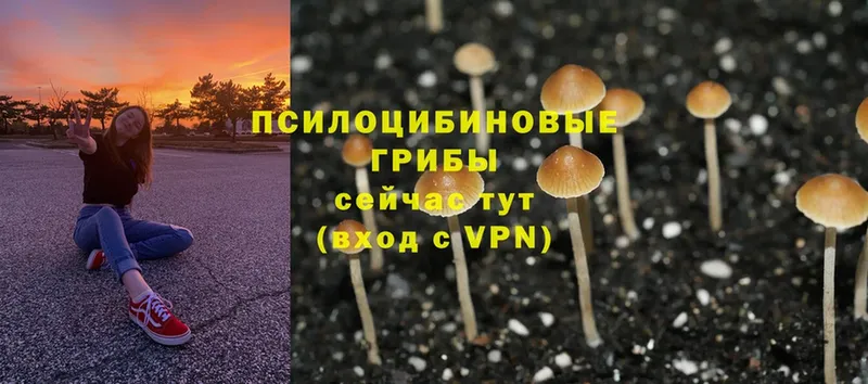 Галлюциногенные грибы Cubensis Гурьевск